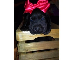 Beautiful purebred Lab Pups with papers - 1