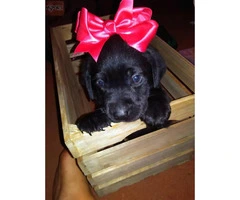 Beautiful purebred Lab Pups with papers - 2