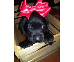 Beautiful purebred Lab Pups with papers - 3