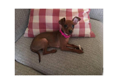Full bred Brown female Miniature pinscher puppy