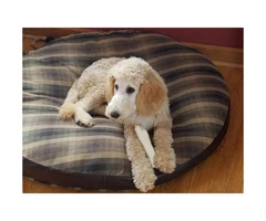 5 months old standard poodle puppy for sale - 2