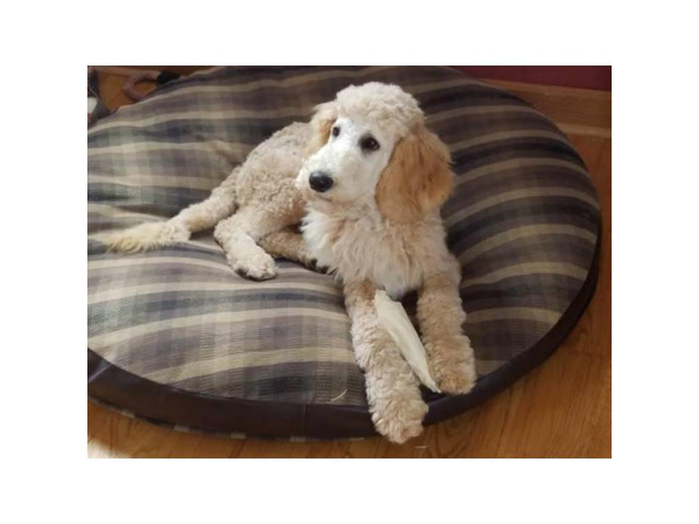5 months old standard poodle puppy for sale in Albuquerque ...