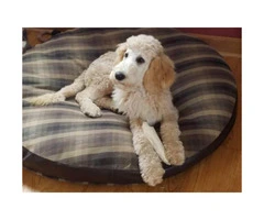 5 months old standard poodle puppy for sale - 3