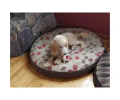 5 months old standard poodle puppy for sale - 4
