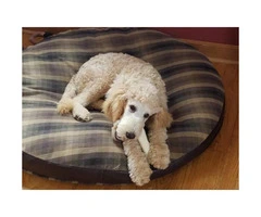 5 months old standard poodle puppy for sale - 5