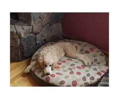 5 months old standard poodle puppy for sale - 6