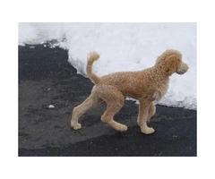 5 months old standard poodle puppy for sale - 7