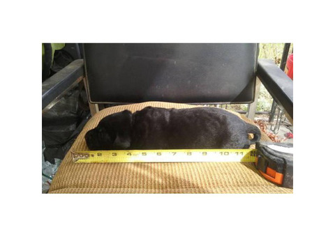 Black Labrador Retriever Puppies - Akc registered