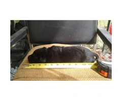 Black Labrador Retriever Puppies - Akc registered