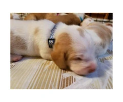 2 Males Basset Hound Puppies for Adoption