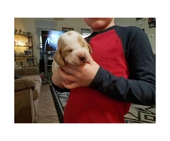 2 Males Basset Hound Puppies for Adoption - 2
