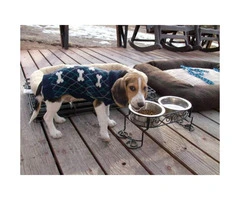 Tri-color beagle puppy for sale