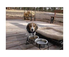Tri-color beagle puppy for sale - 4