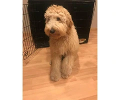 Male Labradoodle puppy for sale