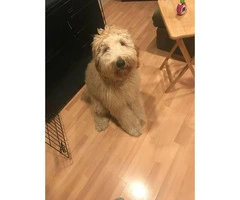 Male Labradoodle puppy for sale - 2