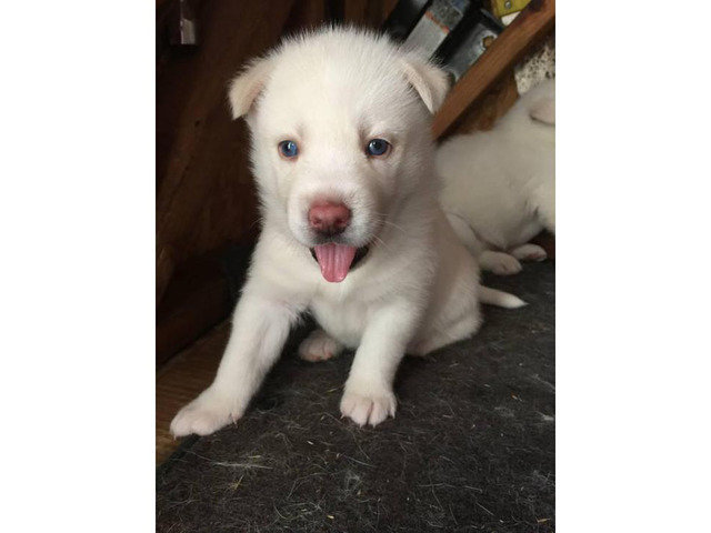 Blue eyed husky for sale in Los Angeles, California ...