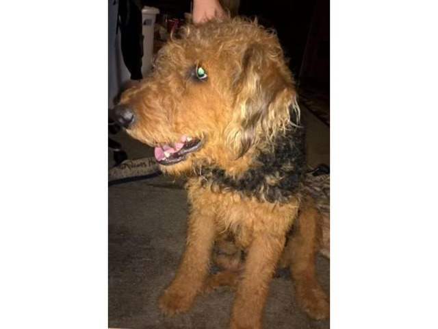 Airedale Terrier Puppies - 5 males and 1 female in ...