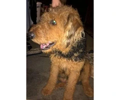 Airedale Terrier Puppies - 5 males and 1 female