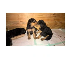 Airedale Terrier Puppies - 5 males and 1 female - 2
