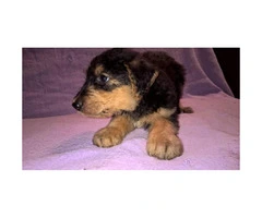Airedale Terrier Puppies - 5 males and 1 female - 3