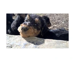 Airedale Terrier Puppies - 5 males and 1 female - 4