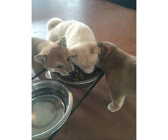 5 Shiba Inu puppies for sale