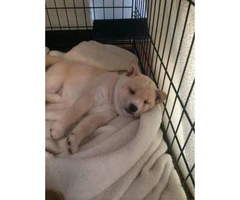 5 Shiba Inu puppies for sale - 2