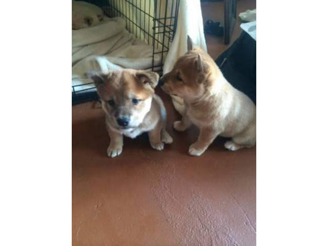 5 Shiba Inu puppies for sale in Providence, Rhode Island ...