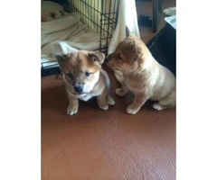 5 Shiba Inu puppies for sale - 3
