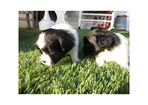 Beautiful King Charles Spaniel Puppies for Sale
