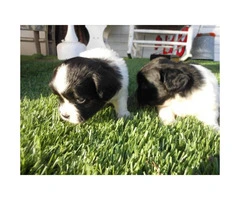 Beautiful King Charles Spaniel Puppies for Sale