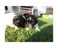Beautiful King Charles Spaniel Puppies for Sale - 2
