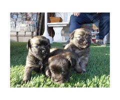 Beautiful King Charles Spaniel Puppies for Sale - 7