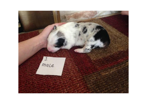 6 Purebred Australian Shepherd Baby Puppies for Sale