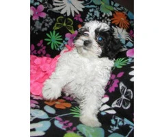 Black and white toy poodle for sale