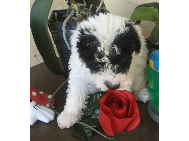 Black and white toy poodle for sale in Miami, Florida - Puppies for