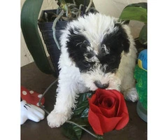 Black and white toy poodle for sale - 3