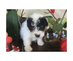 Black and white toy poodle for sale - 4