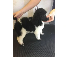 Standard poodle puppies for sale Florida