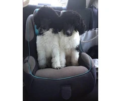 Standard poodle puppies for sale Florida