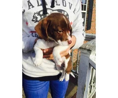 Beagle-Chihuahua Mix Cheagle Puppies for Sale - 1