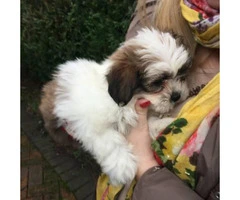 10 weeks old female Shih tzu puppy sale - 1
