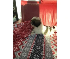 10 weeks old female Shih tzu puppy sale - 3