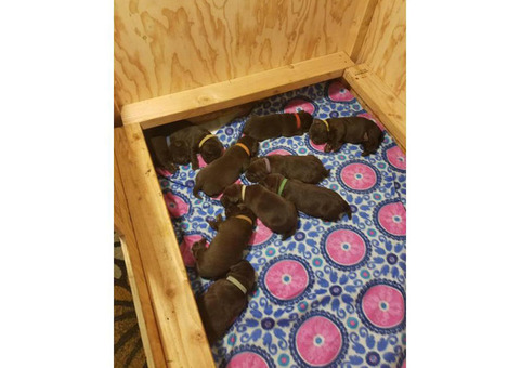 Chocolate labrador puppies for sale