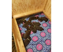 Chocolate labrador puppies for sale