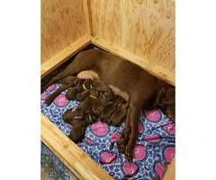 Chocolate labrador puppies for sale - 2