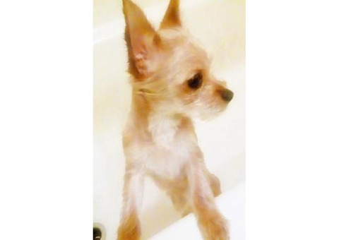 Chorkie female puppy for sale
