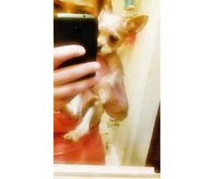 Chorkie female puppy for sale - 3