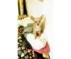 Chorkie female puppy for sale - 4