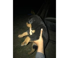 Rottweiler for Sale 4 females and 2 males left